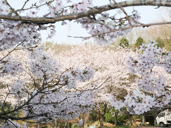 金剛寺の桜