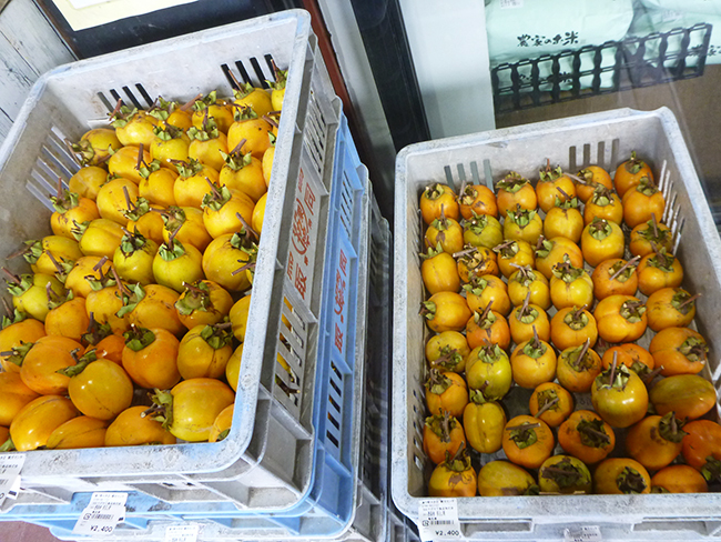 毎年人気の西条柿(吊し柿用)が入荷しています